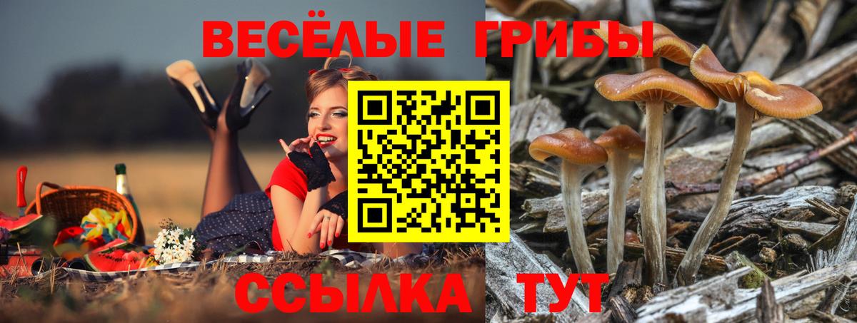 Галлюциногенные грибы Psilocybe  Вход с VPN  Галлюциногенные грибы ЛСД  Новошахтинск 